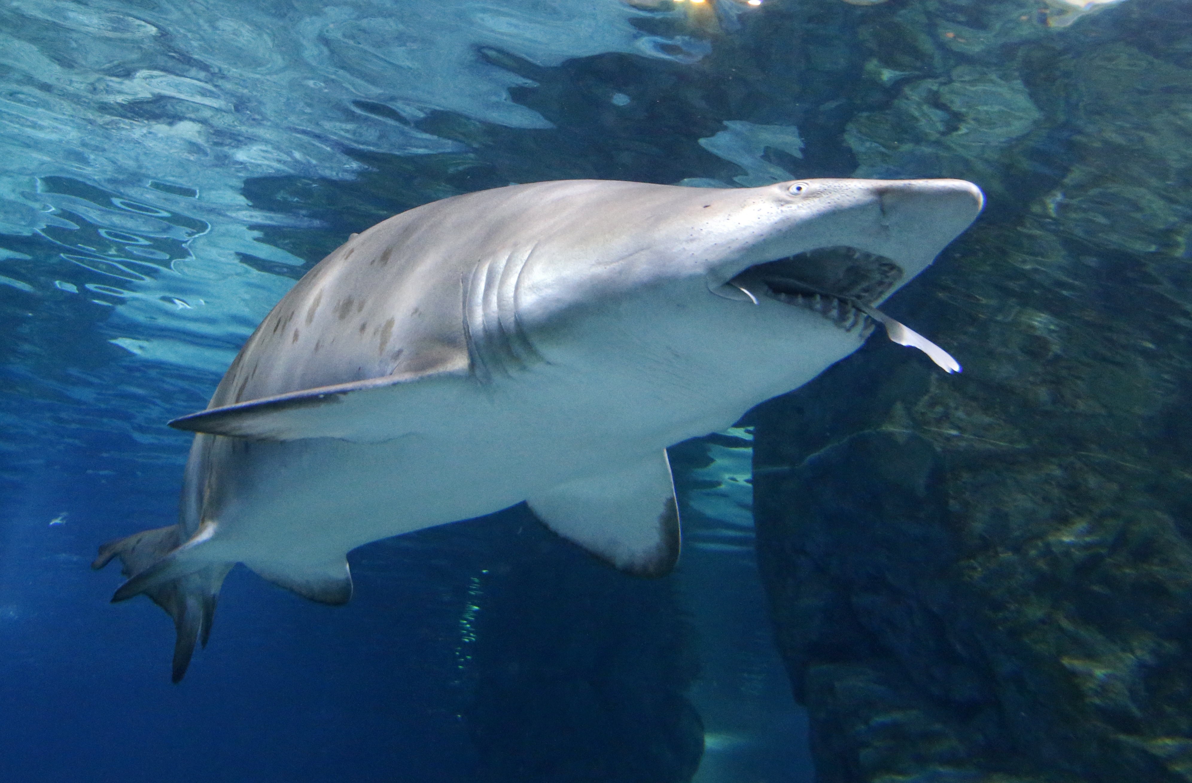 epa05132681 A sand tiger shark swims in a tank of the Coex Aquarium in Seoul, South Korea, 29 January 2016. The previous day, a banded hound shark was eaten by the twice-the-size sand tiger shark.  EPA/JEON HEON-KYUN