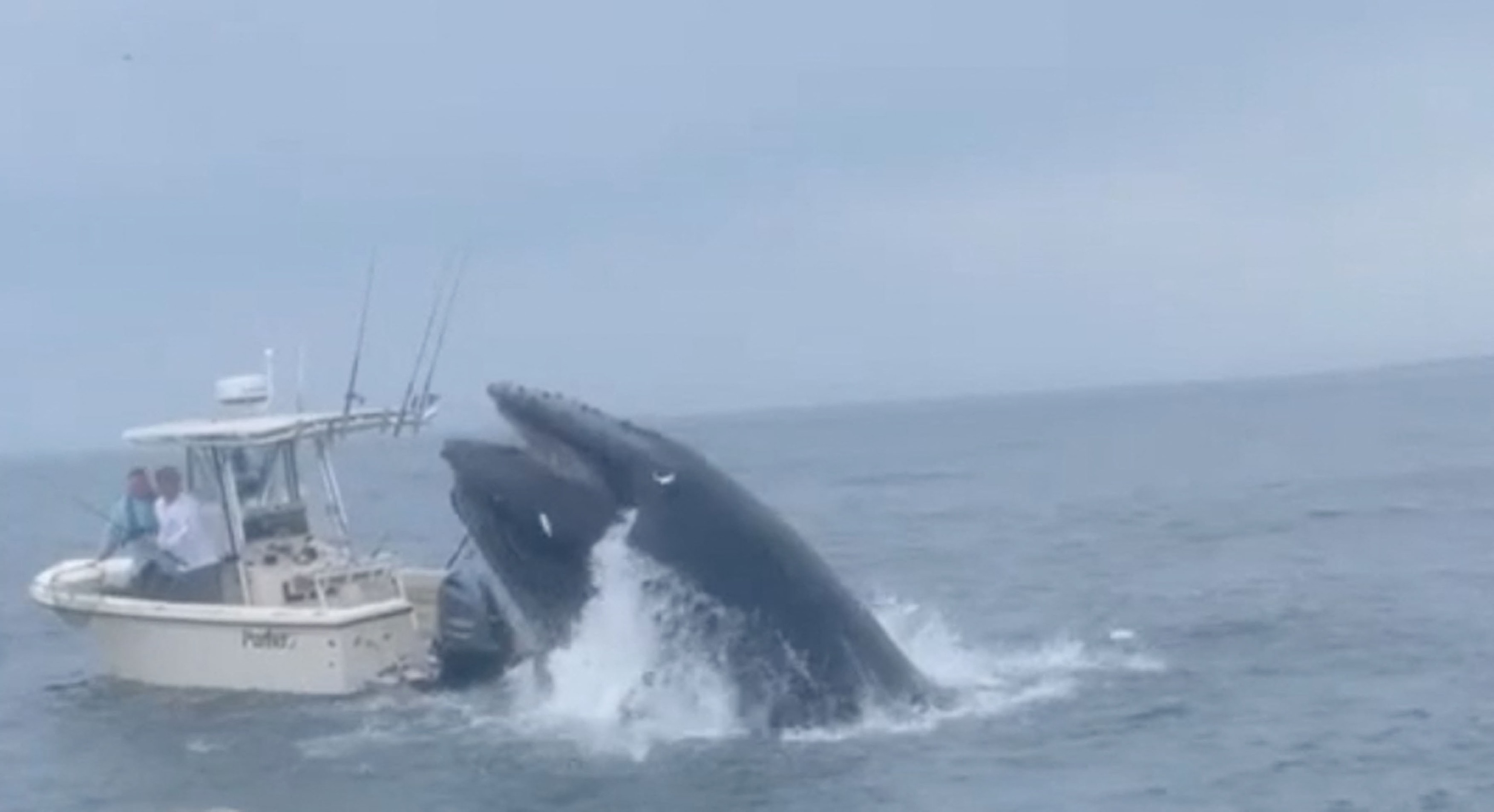 Breaching whale lands on boat and sends fishermen overboard as vessel almost capsizes