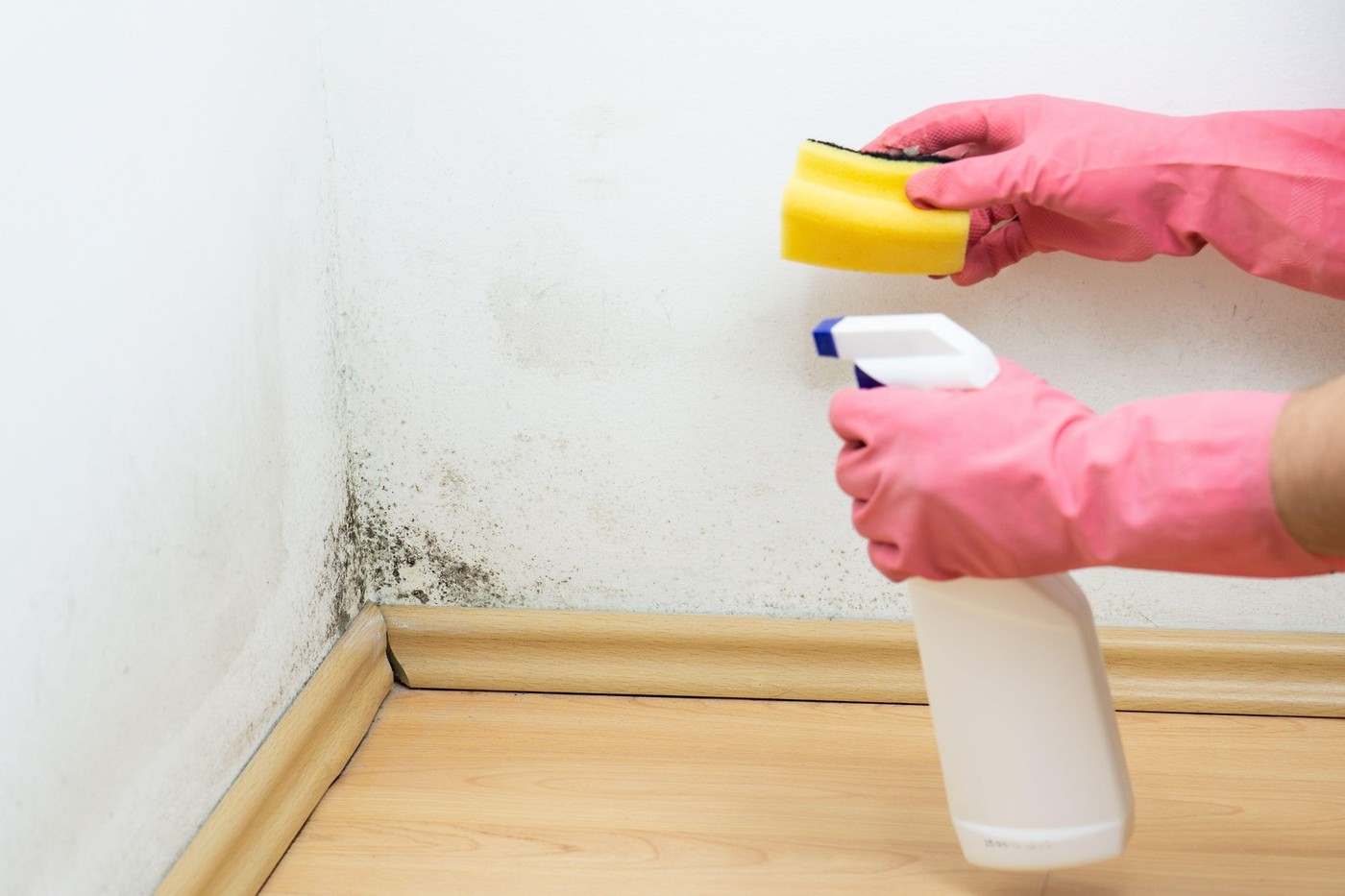 Hands With Gloves Cleaning Mold on a Wall With Sponge And Spray Bottle