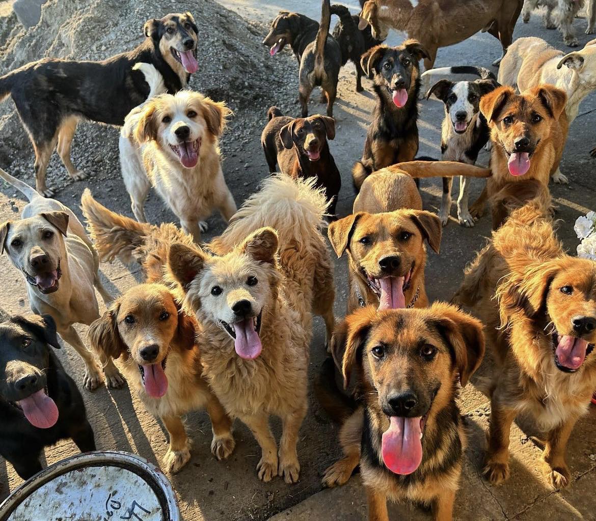 viber_image_2023-10-10_12-04-19-270