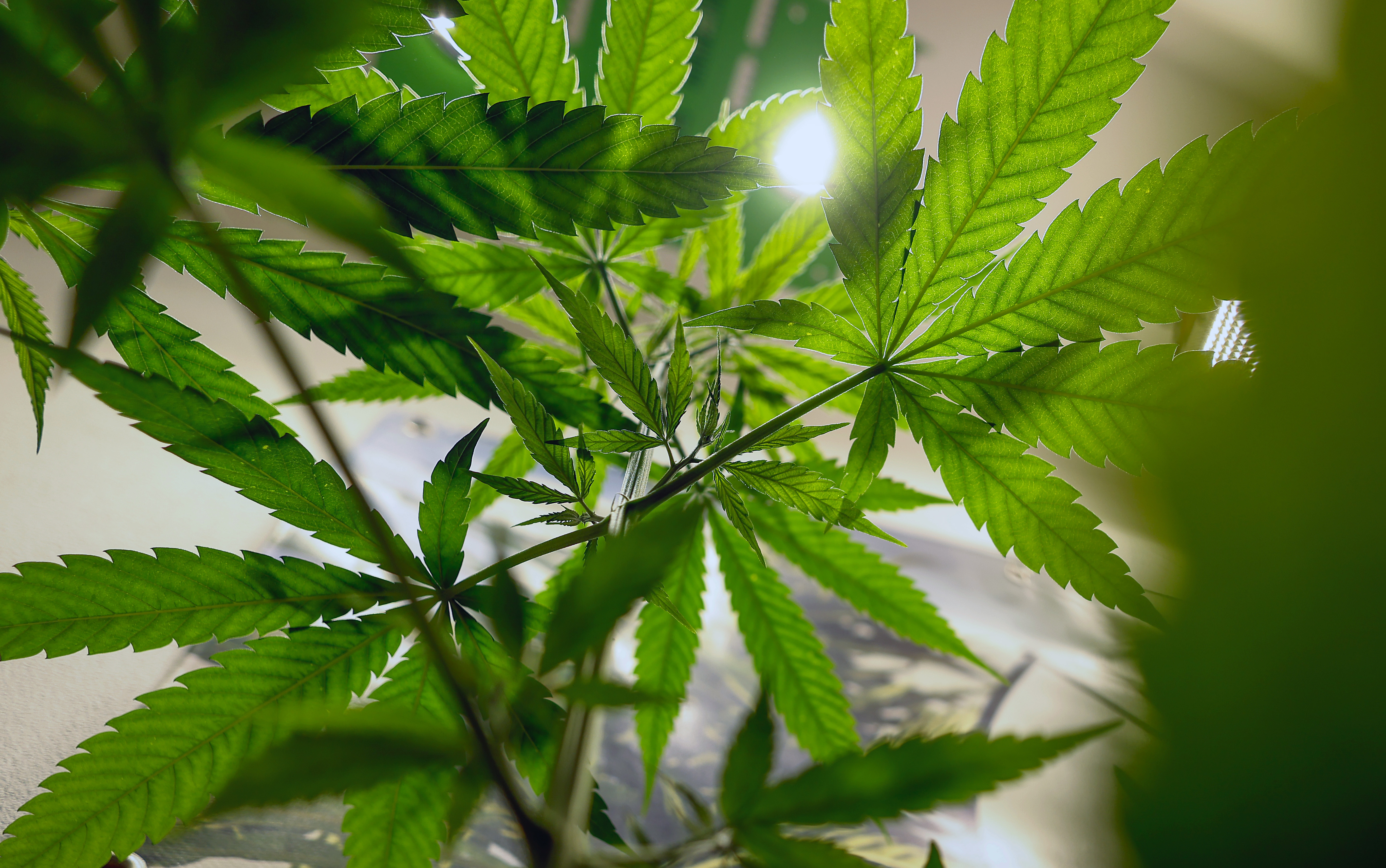 The Hemp Museum in Berlin