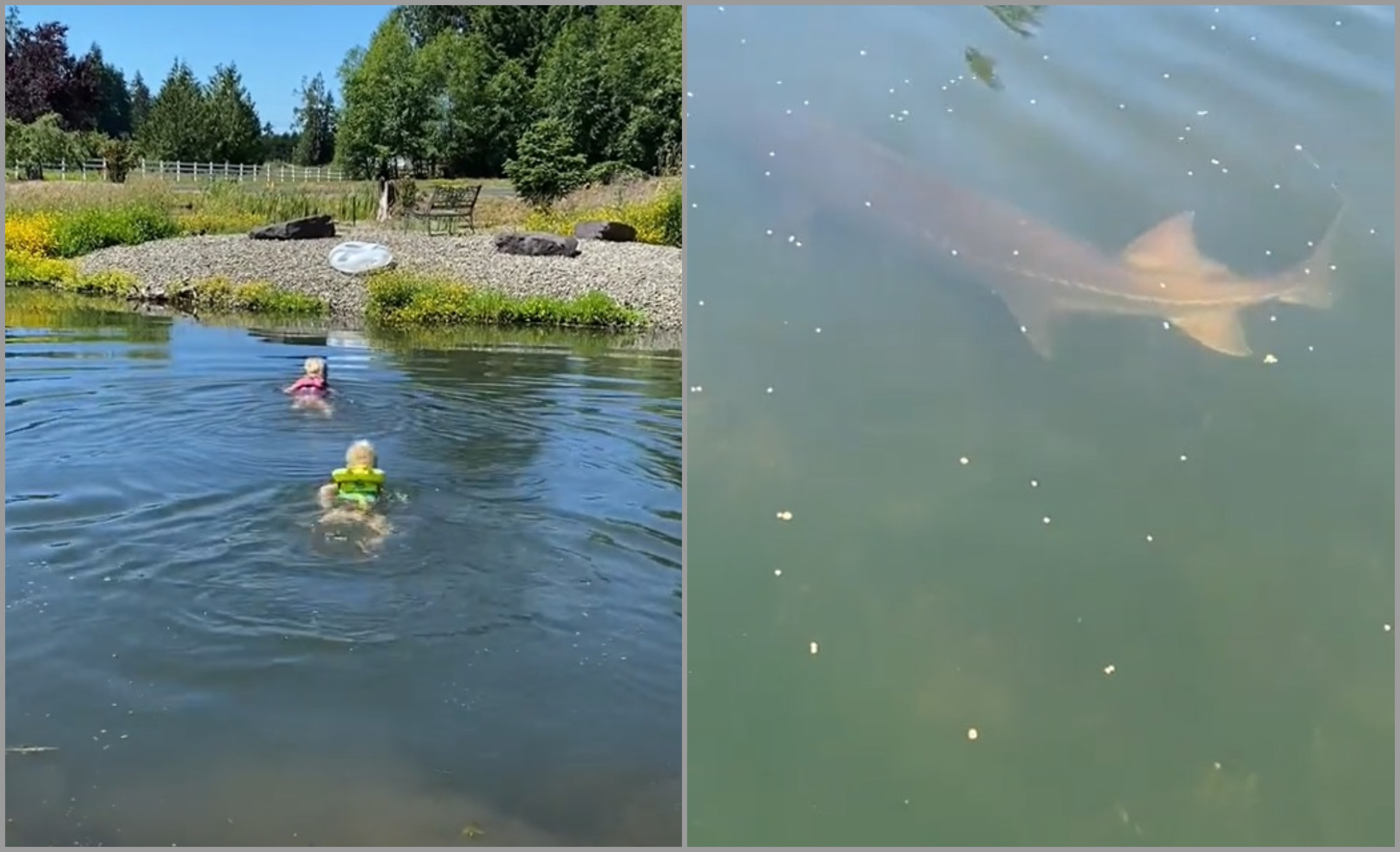 Velika riba u privatnom jezeru