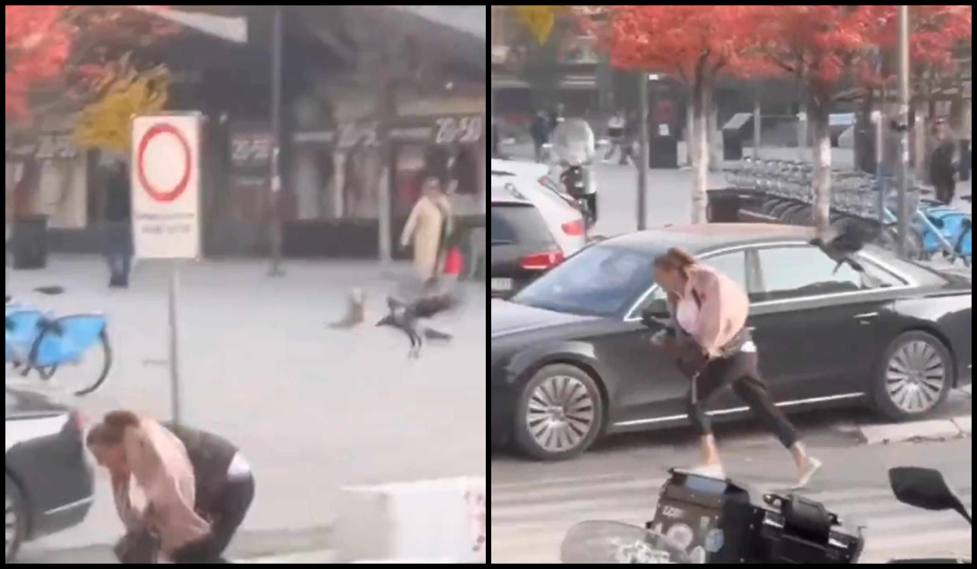 Vrana napada građane Prištine