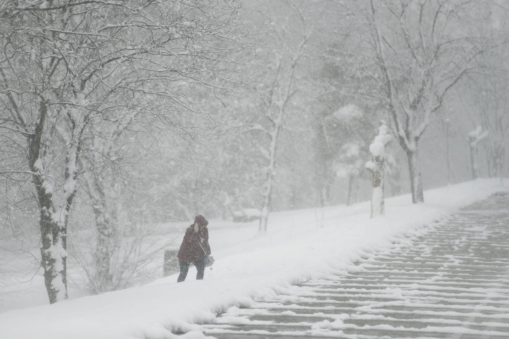 Beograd 24.03.2020. Košutnjak, Sneg, zima u proleće, sneg u proleće, koronavirus, vanredno stanje Foto: Filip Krainčanić/Nova.rs