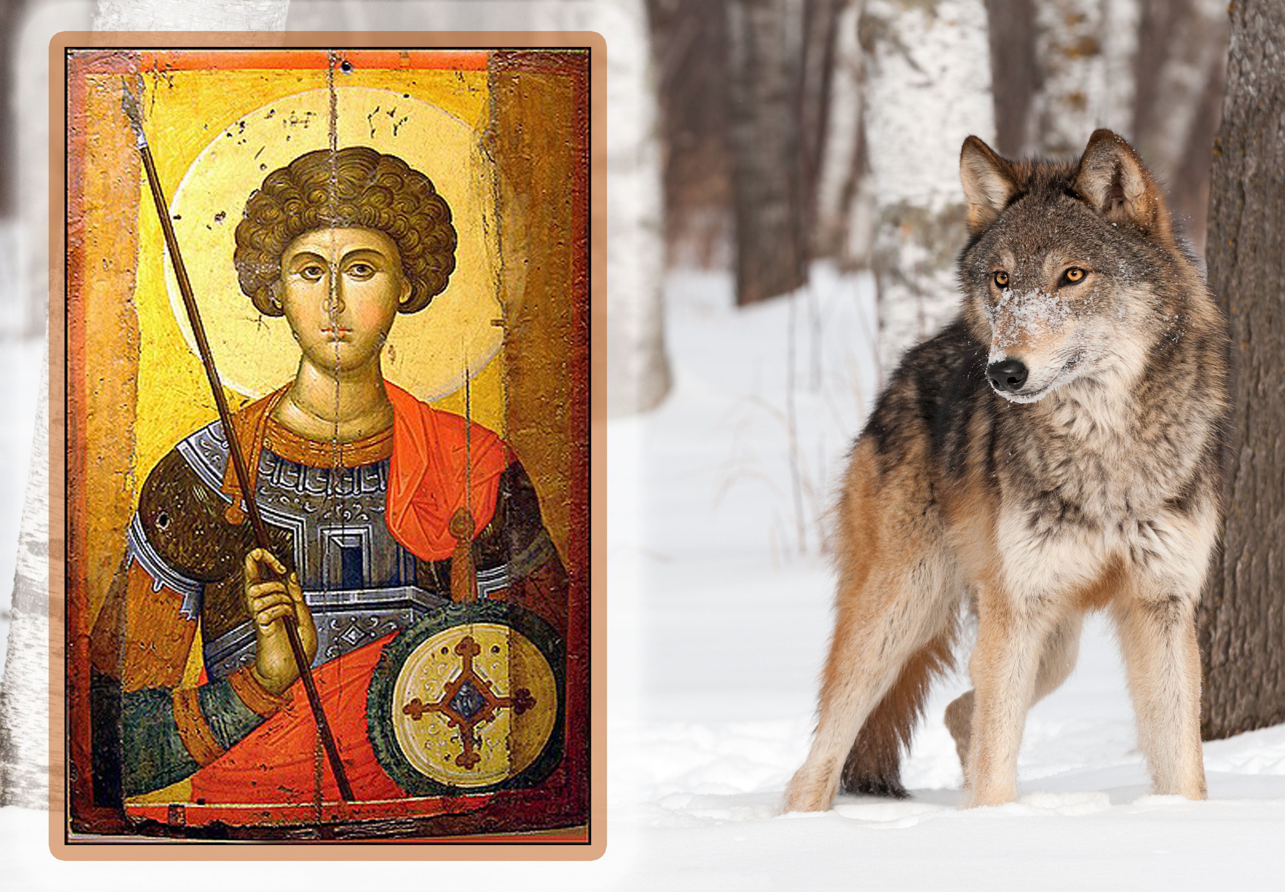 Grey Wolf (Canis lupus) Stands Between Trees - captive animal
napravite mi pls pokrivalicu za đurđic - svetog georgija, vuka i neki sneg