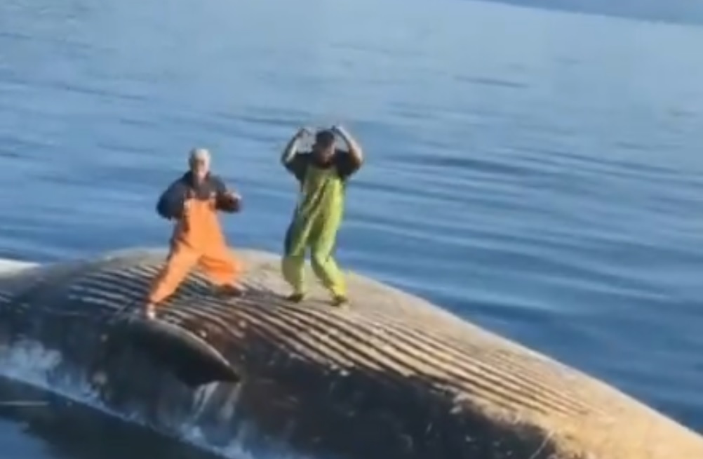 Snima muškaraca koji igraju na mrtvom kitu