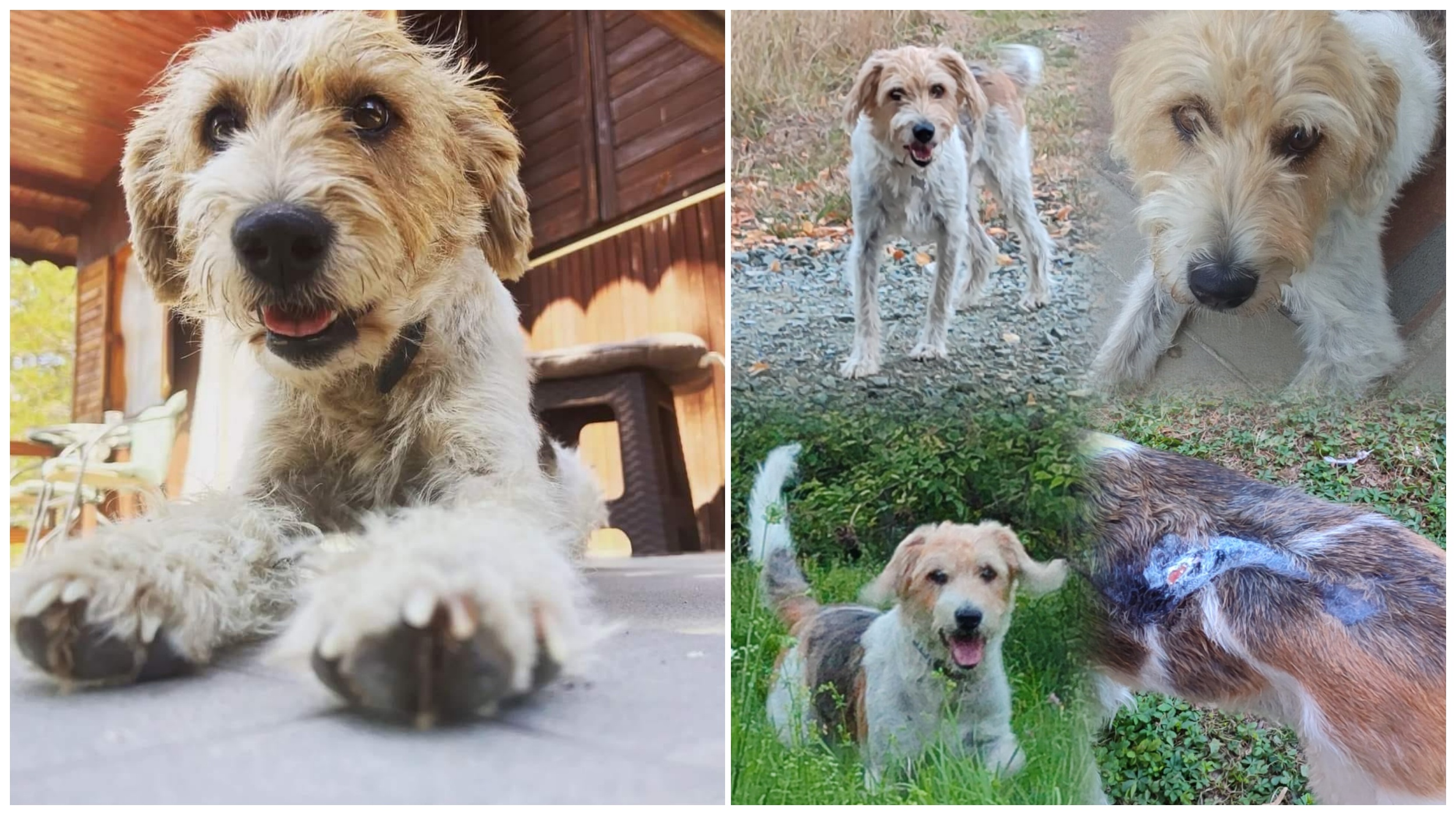Pas koji je otrovan, udruzenje za zastitu zivotinja valjevo, trovanje pasa u valjevu... zena kojoj su otrovali psa mi je poslala slike