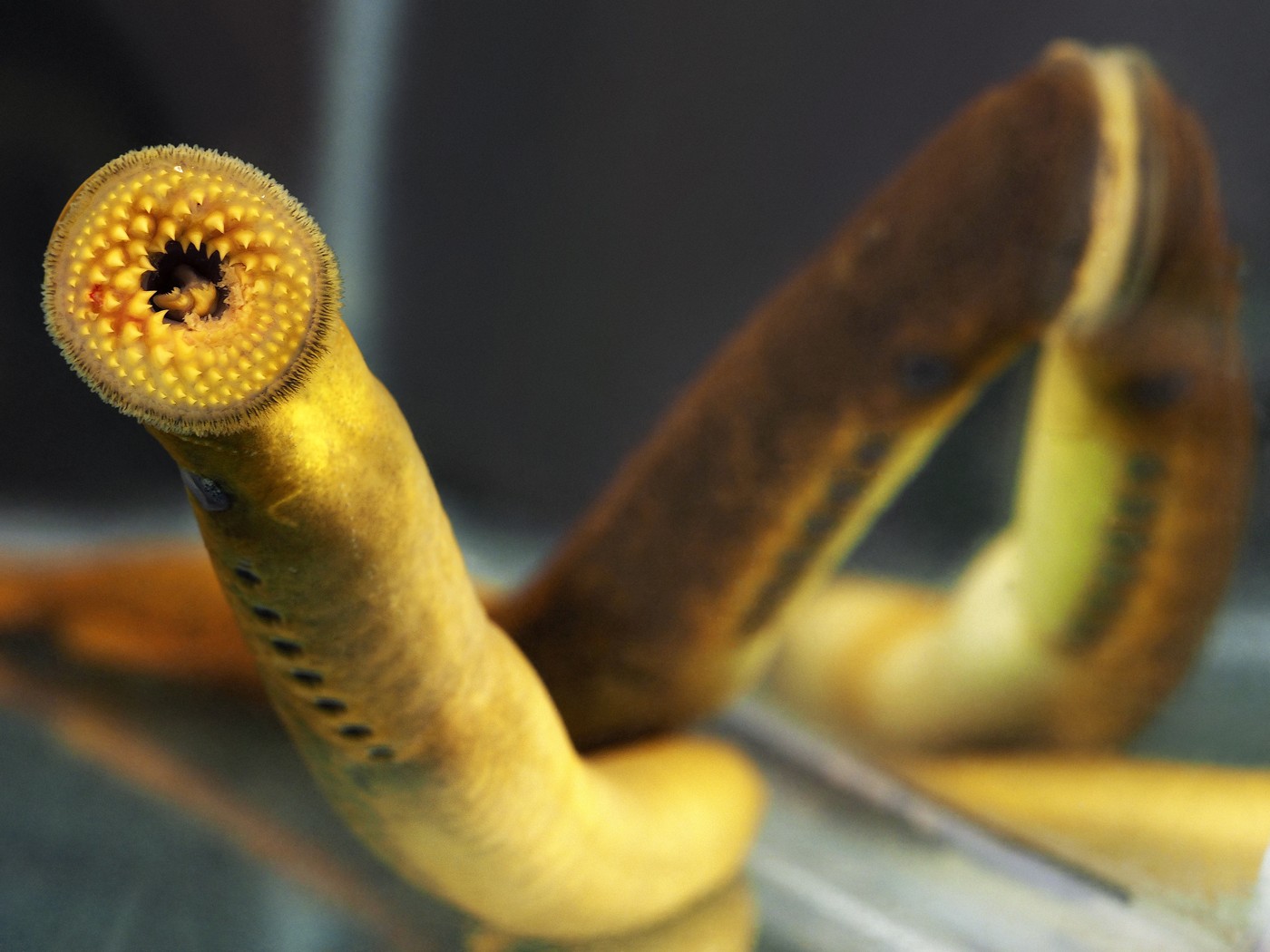 Sea lampreys (Petromyzon marinus)