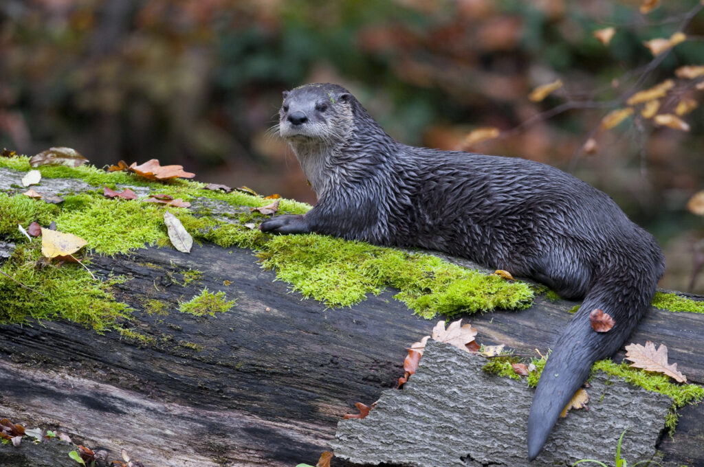 Rio Tinto ugrožene vrste