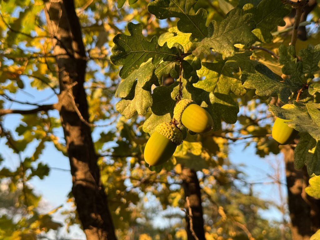 Rio Tinto Ugrožene vrste