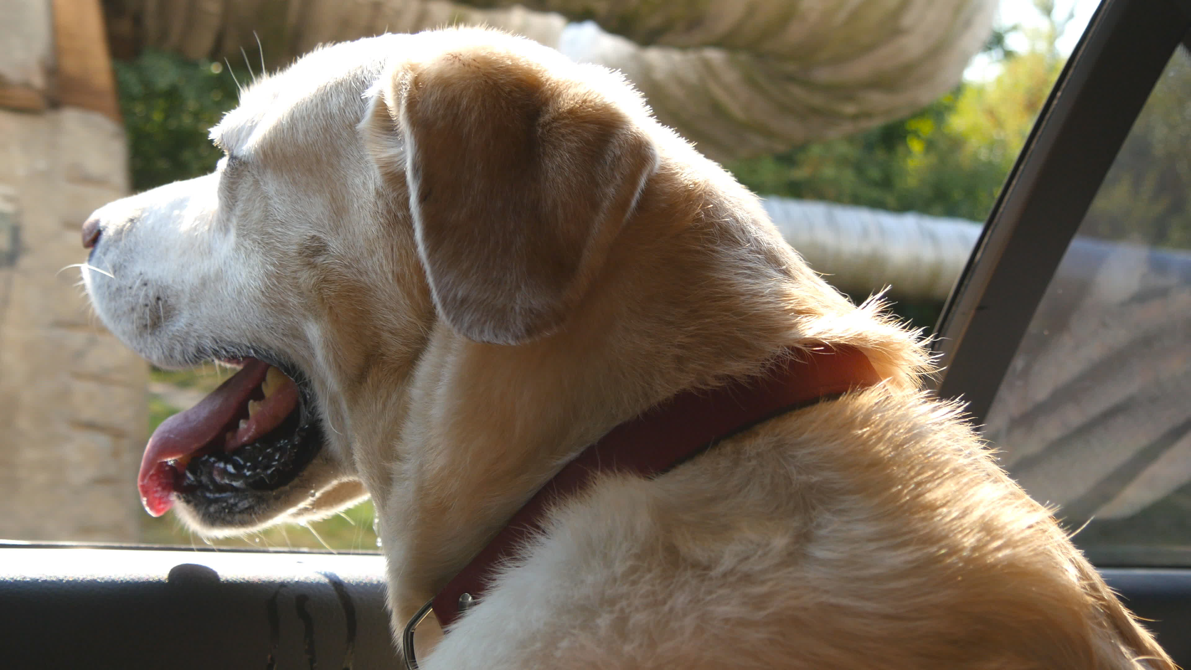 Dog,Breed,Labrador,Or,Golden,Retriver,Looking,Into,A,Car