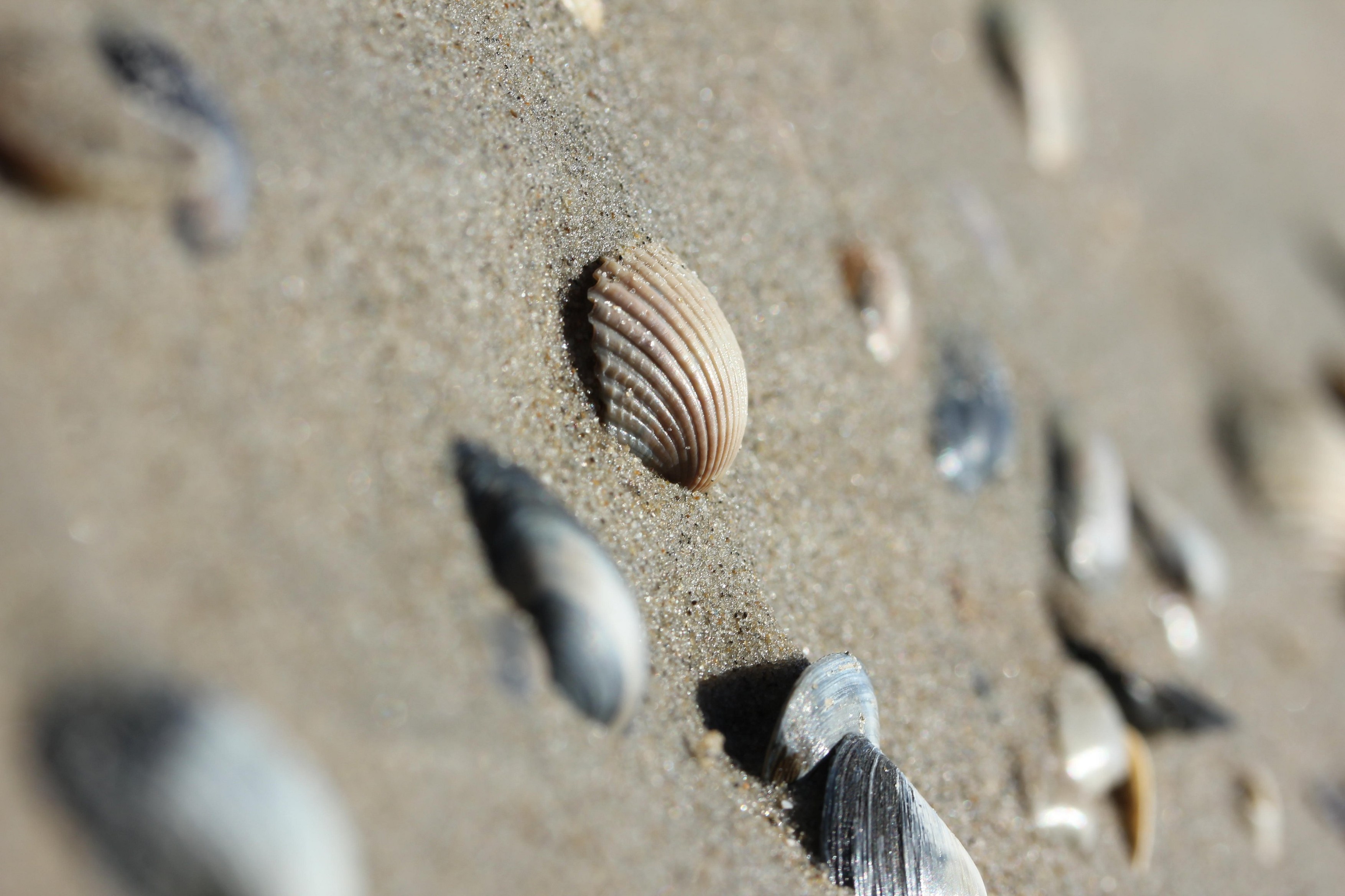 seashells on sand beach,Image: 316783910, License: Royalty-free, Restrictions: , Model Release: no, Credit line: YAY Media AS / Alamy / Alamy / Profimedia