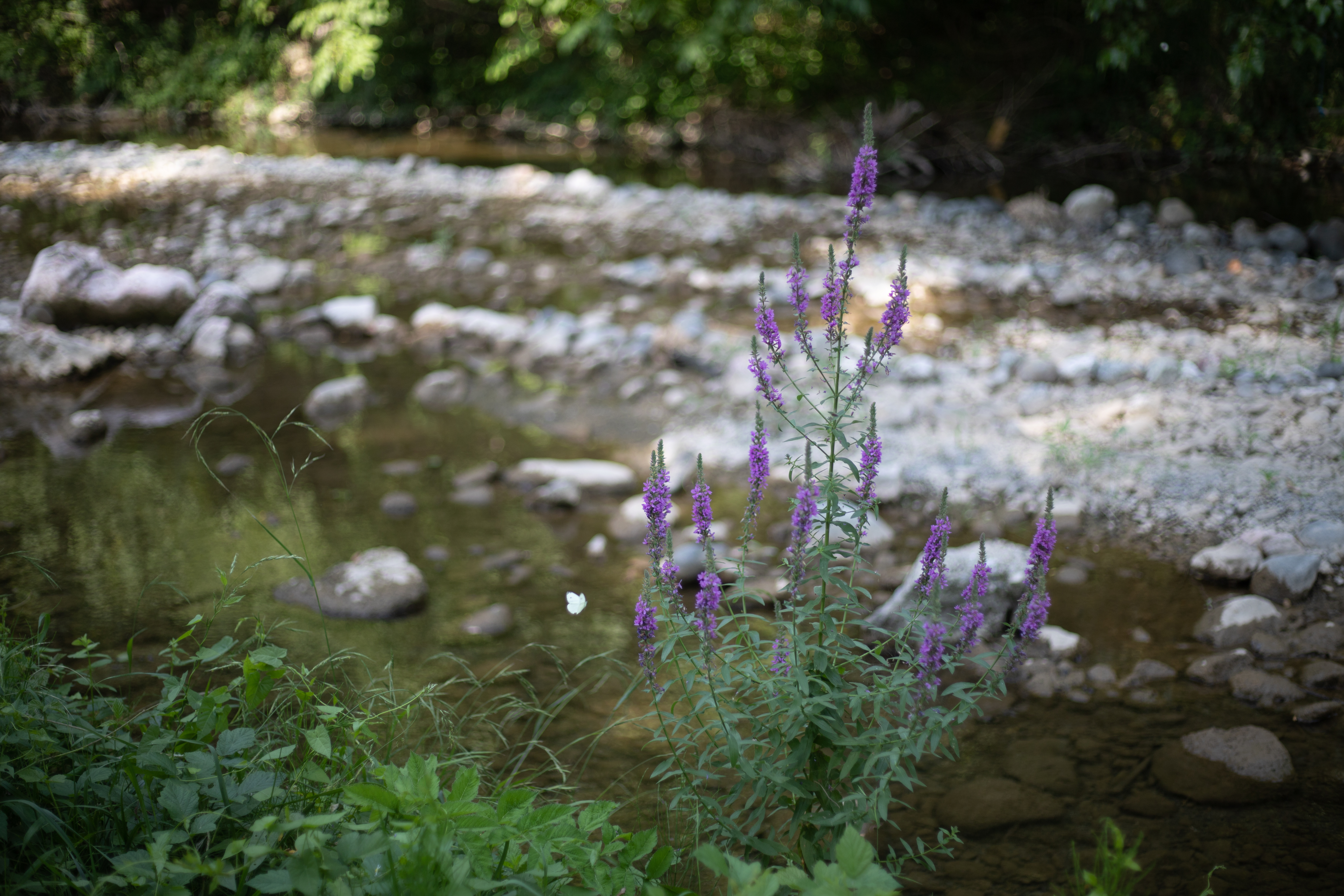 A,White,Butterfly,Flies,Around,Wild,Lavender,By,The,River