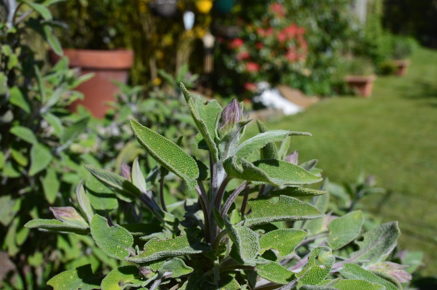 Herbs - Sage-Salvia officinalis (sage, also called garden sage, or common sage) is a perennial, evergreen subshrub