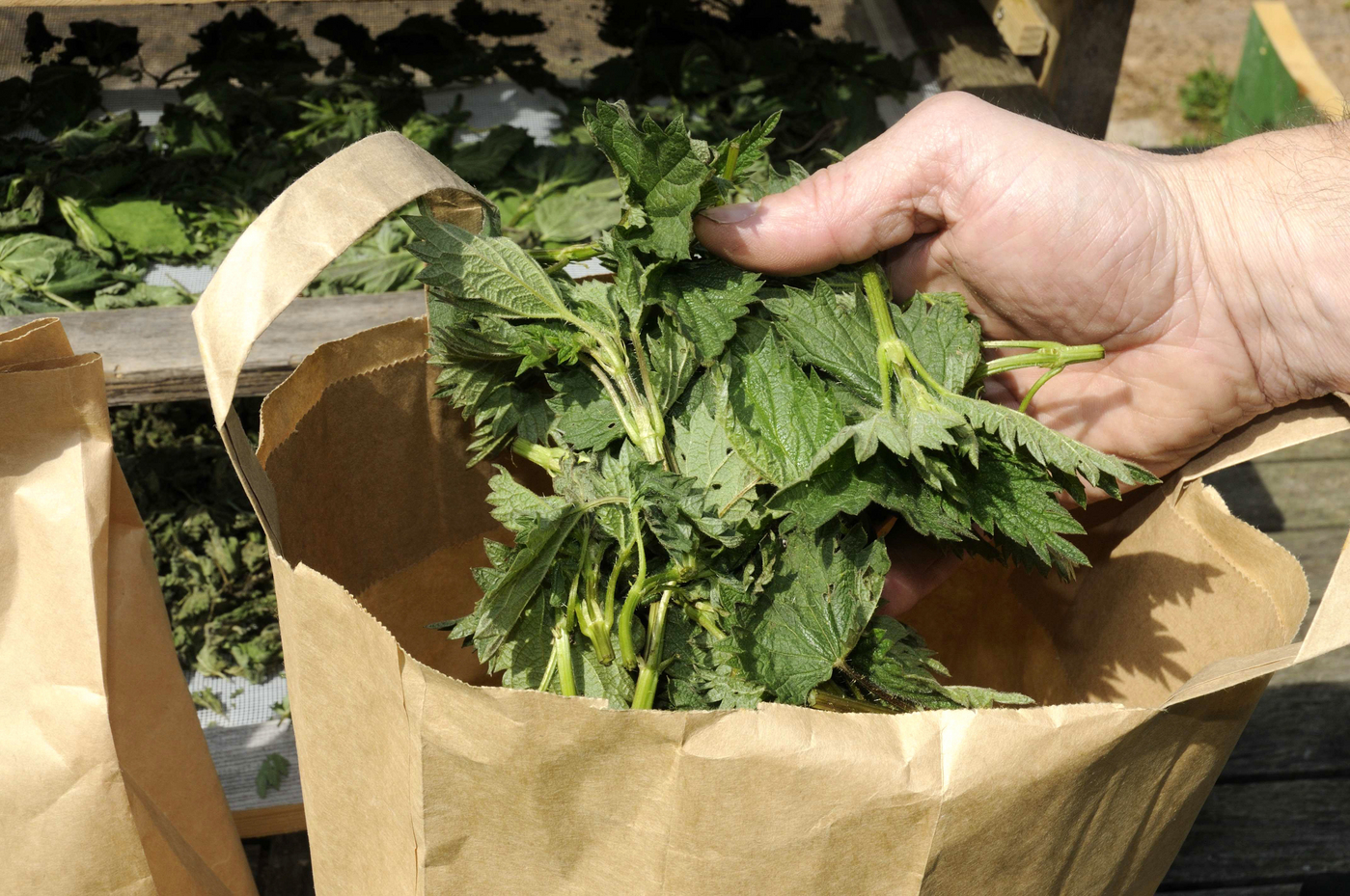 Drying herbs in a paper bag, Stinging nettle (Urtica dioica),Image: 710549632, License: Rights-managed, Restrictions: , Model Release: no, Credit line: O. Diez / imageBROKER / Profimedia
