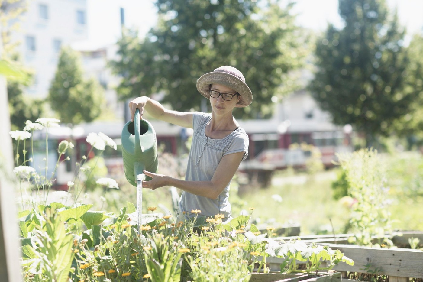 Mature woman watering plants in urban garden, Freiburg im Breisgau, Baden-Württemberg, Germany