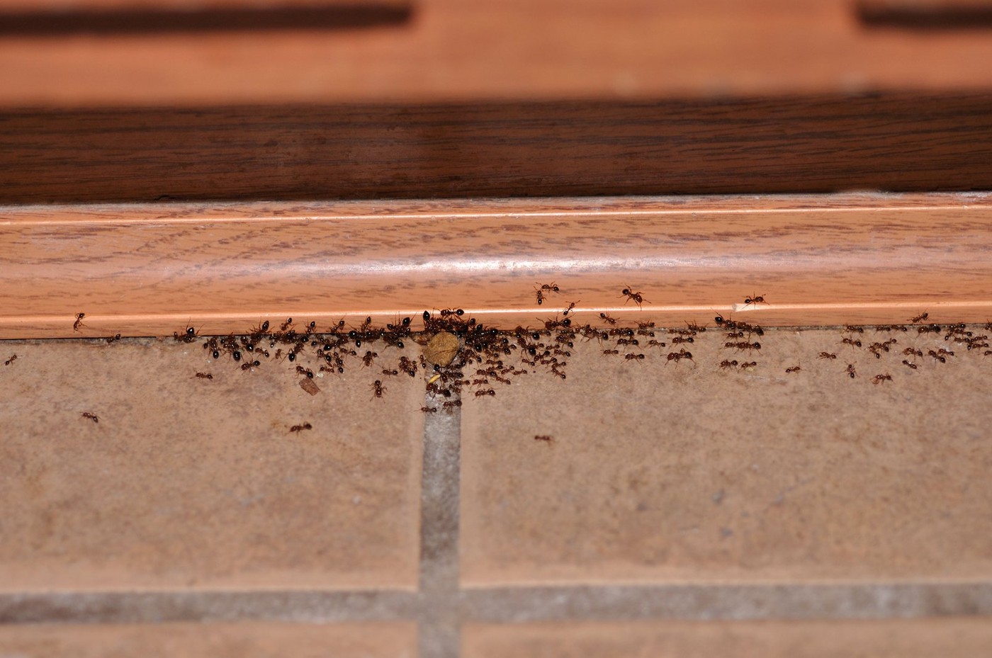 Image: 147480138, License: Royalty-free, Restrictions: , Model Release: no, Credit line: Blue Tulip / Alamy / Alamy / Profimedia