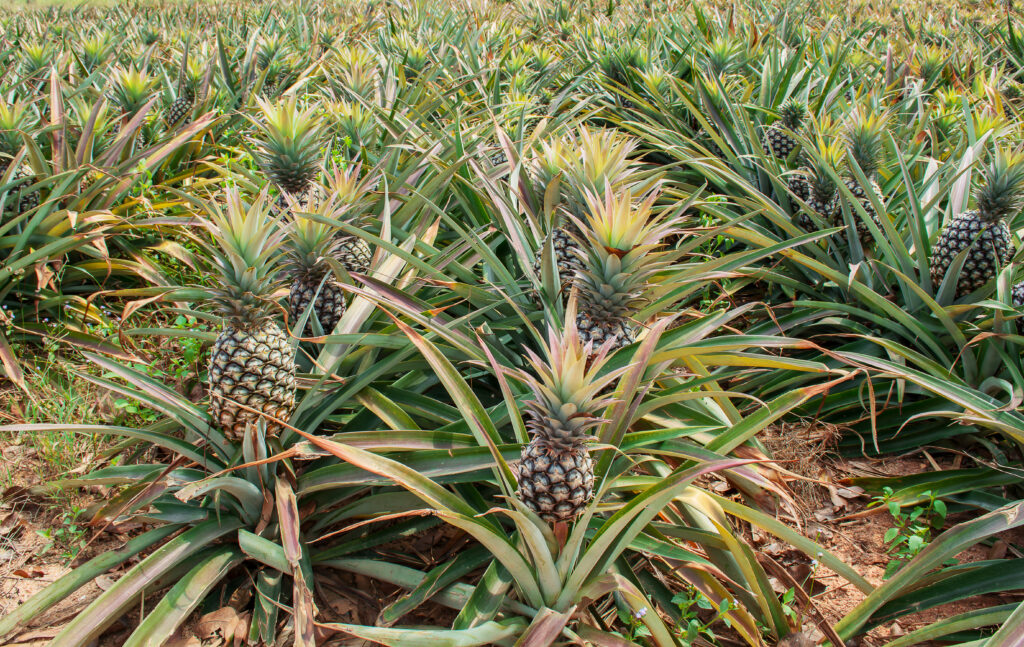 Ananans Foto: Shutterstock