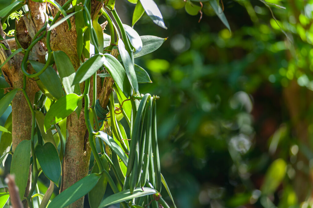 Vanila Foto: Shutterstock