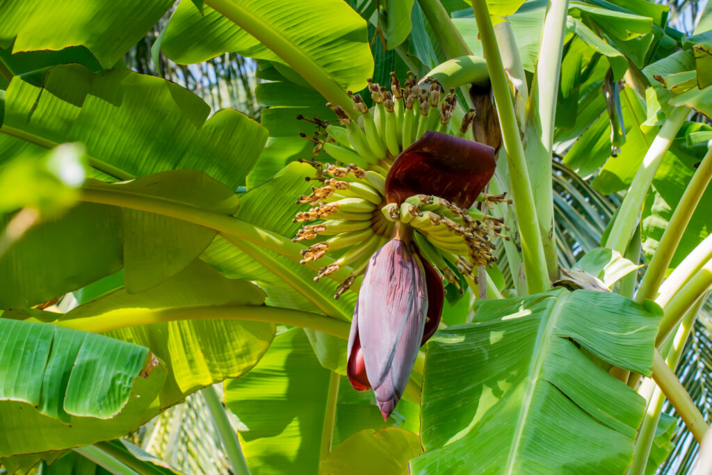 Banane Foto: Shutterstock