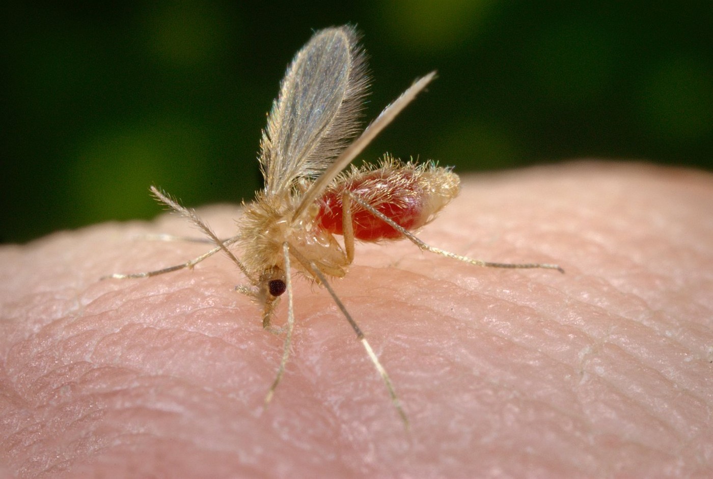 Phlebotomus papatasi sandfly biting a person