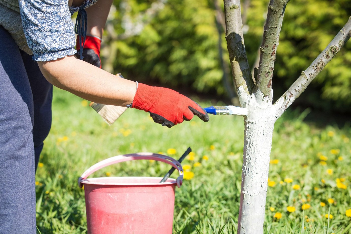 Spring whitewashing trees