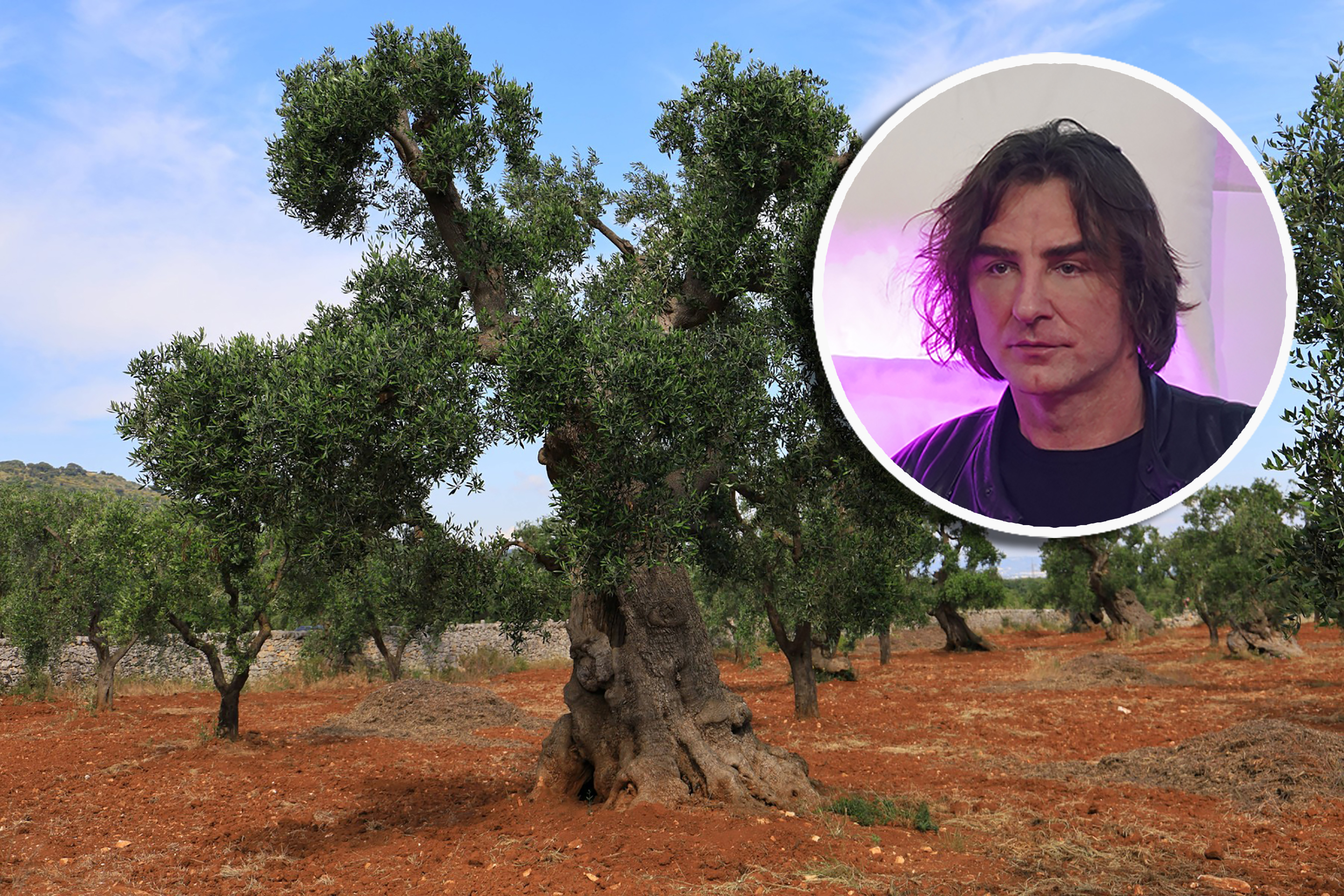 Old olive tree in the Apulia region, Italy, Europe Copyright: AlessandroxRusso 1374-5