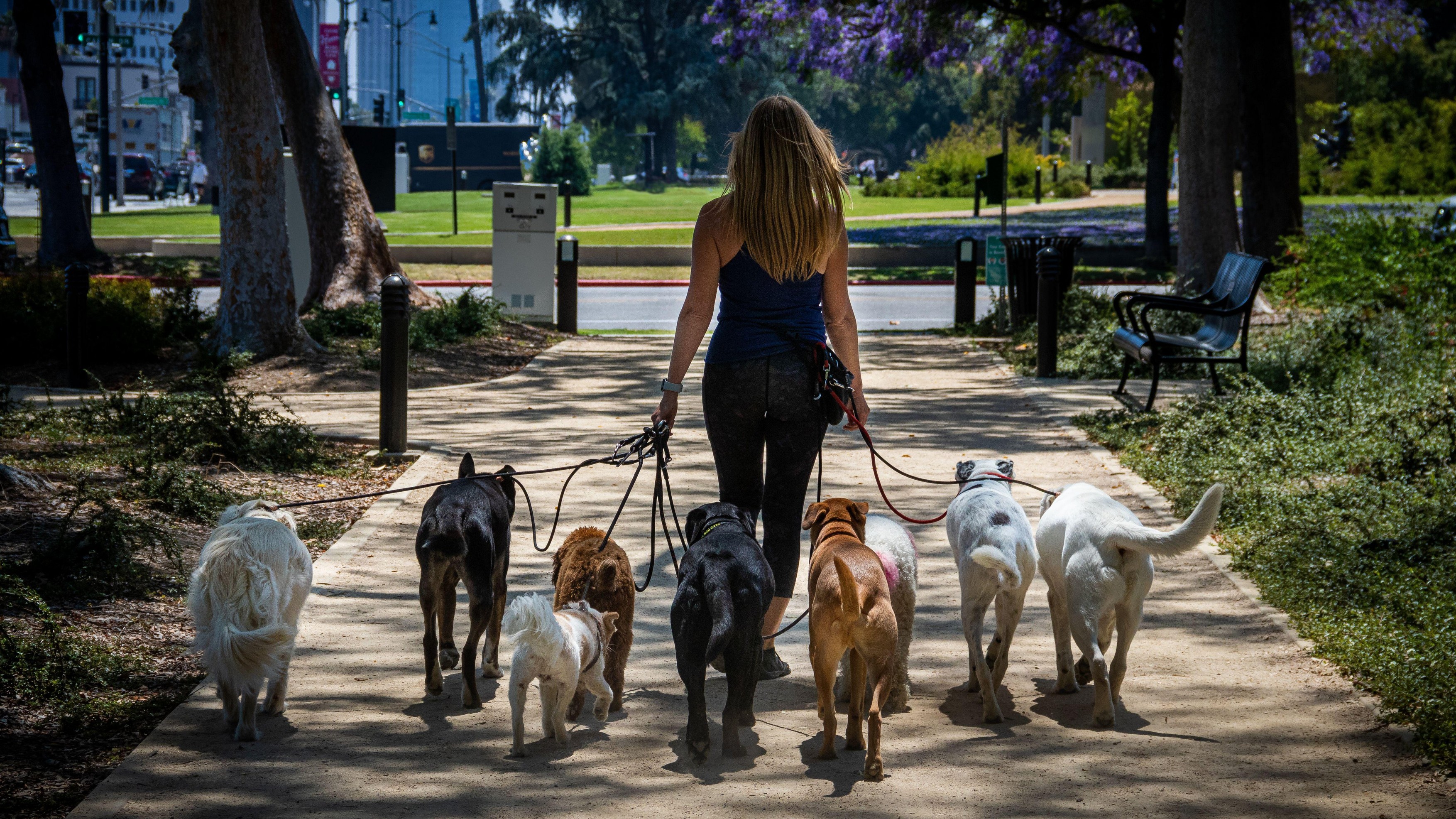 Dog Walker in Beverly Hills,Image: 523800710, License: Royalty-free, Restrictions: , Model Release: no, Credit line: David George / Alamy / Alamy / Profimedia