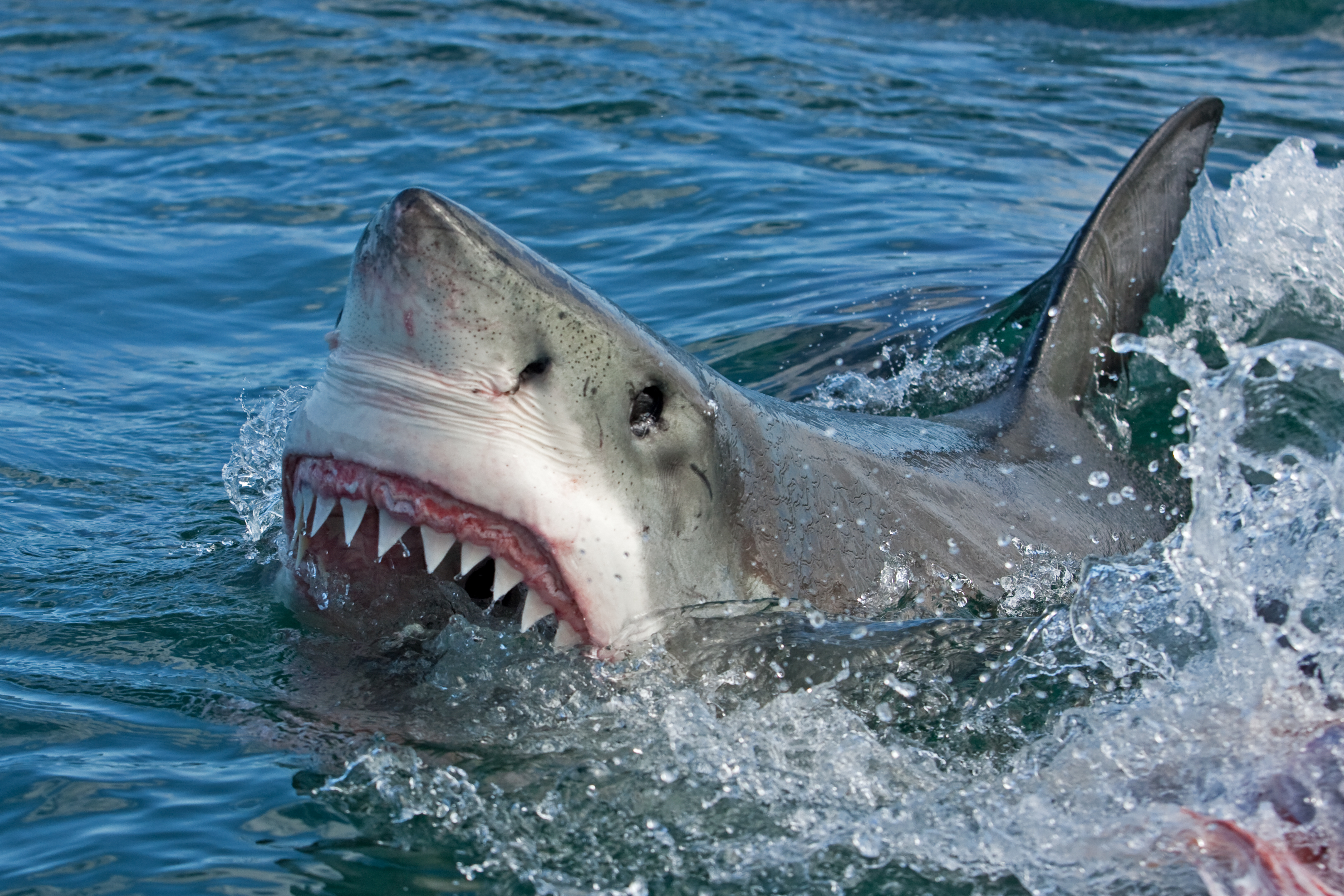 Great,White,Shark,,Carcharodon,Carcharias