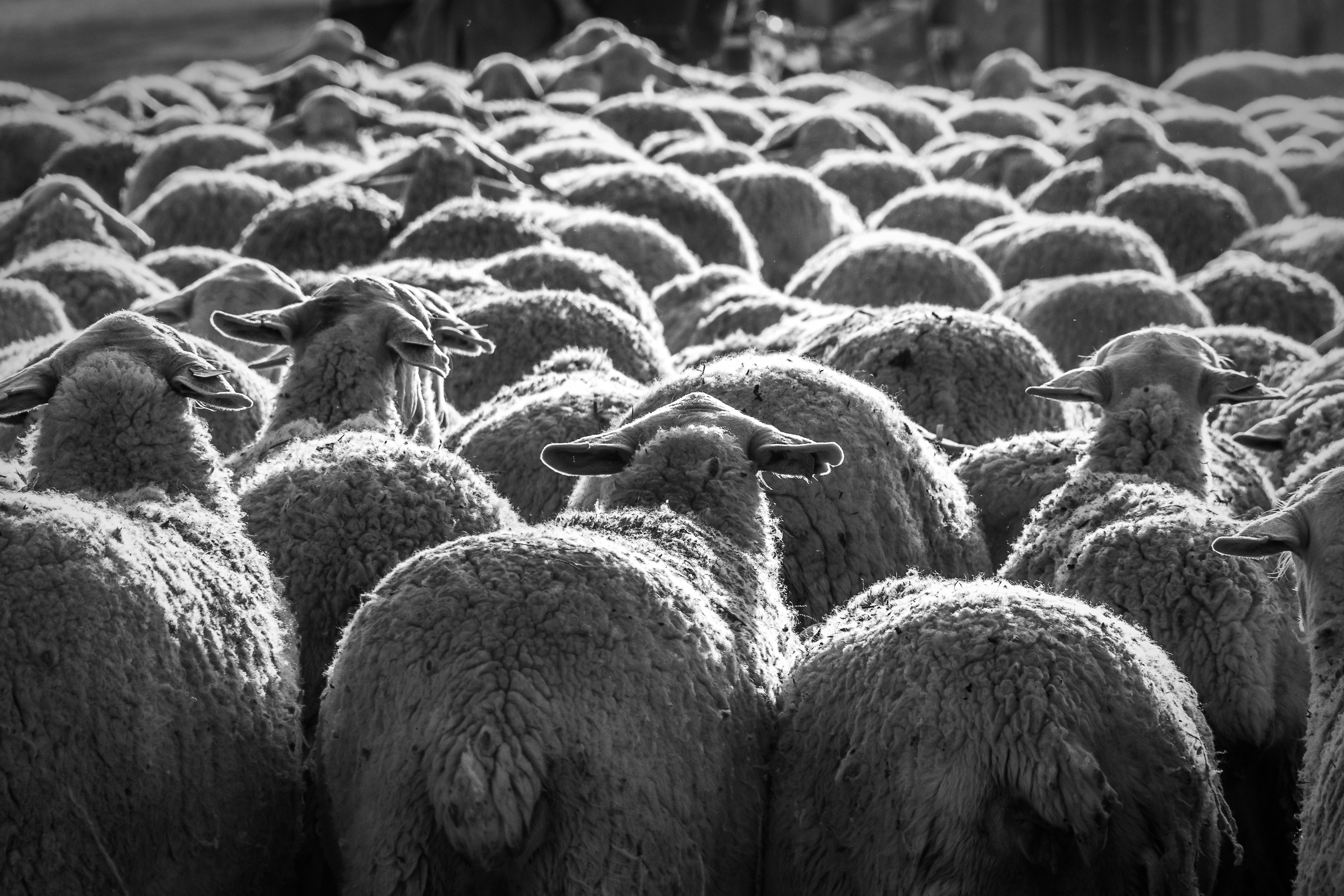 Rear,View,Of,The,Backs,Of,A,Flock,Of,Sheep