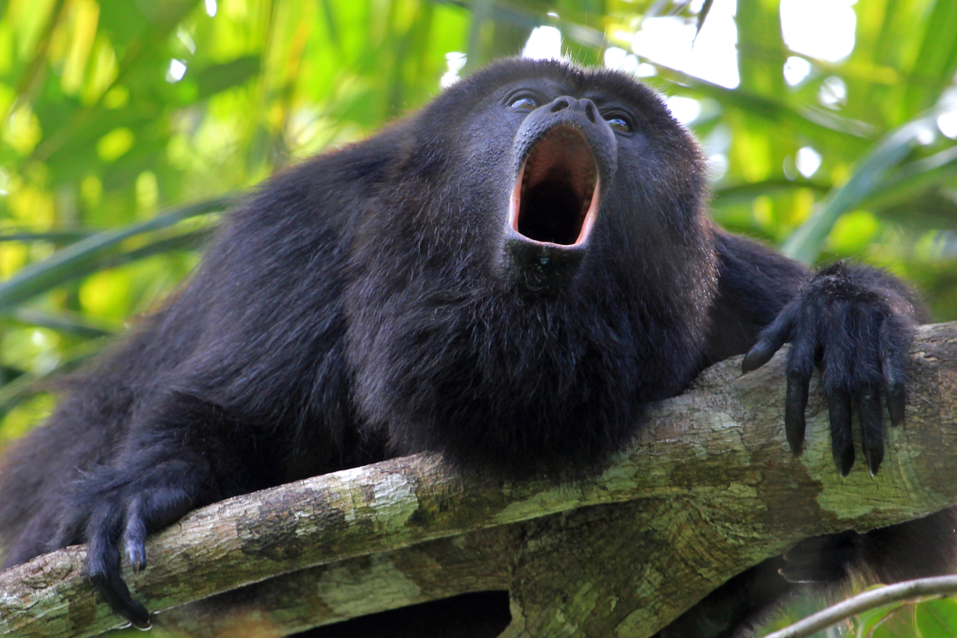 Black,Or,Guatemalan,Howler,Monkey,,Alouatta,Pigra,Or,Caraya,,Sitting
