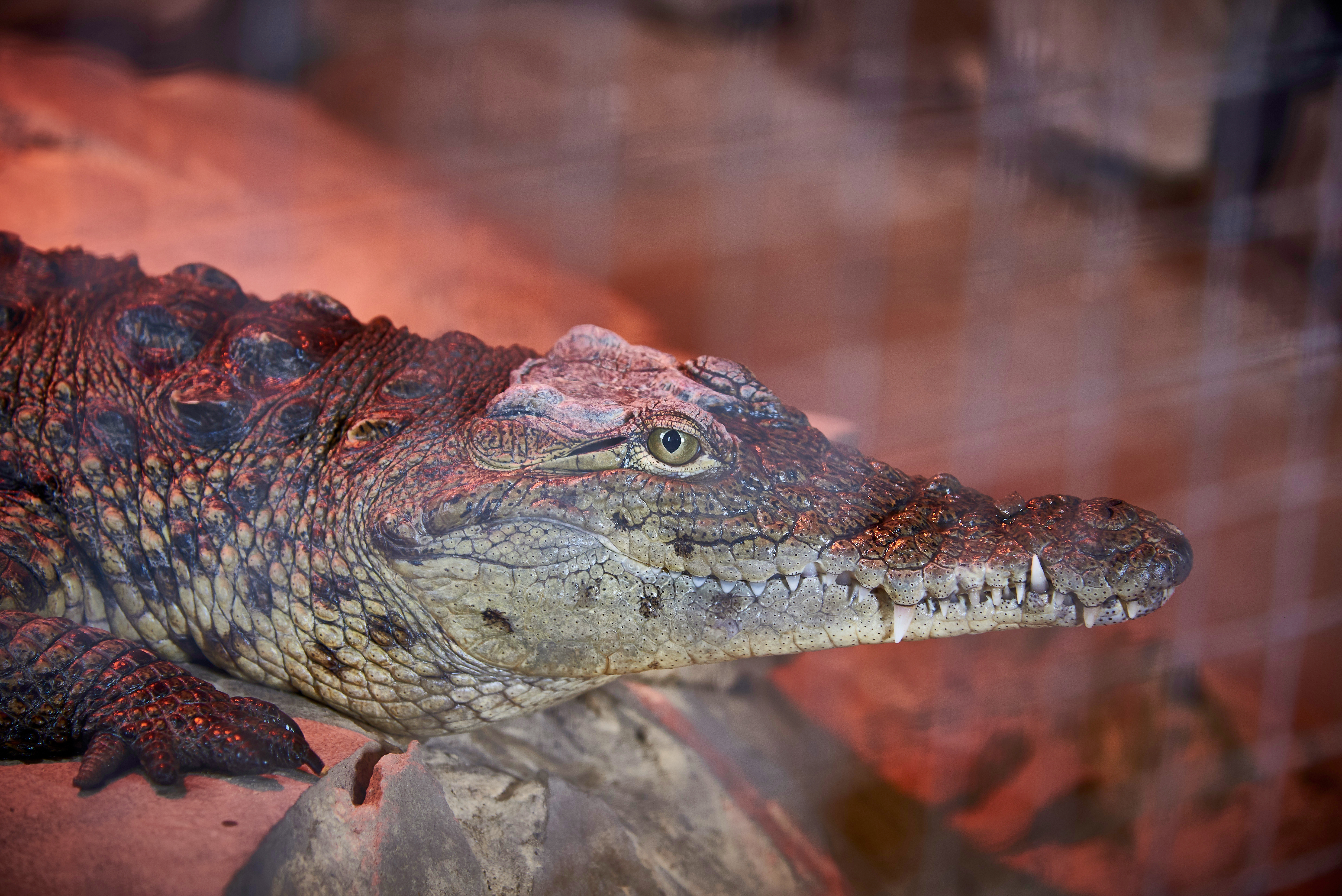 aligator, krijumčarenje životinja Foto: Shutterstock