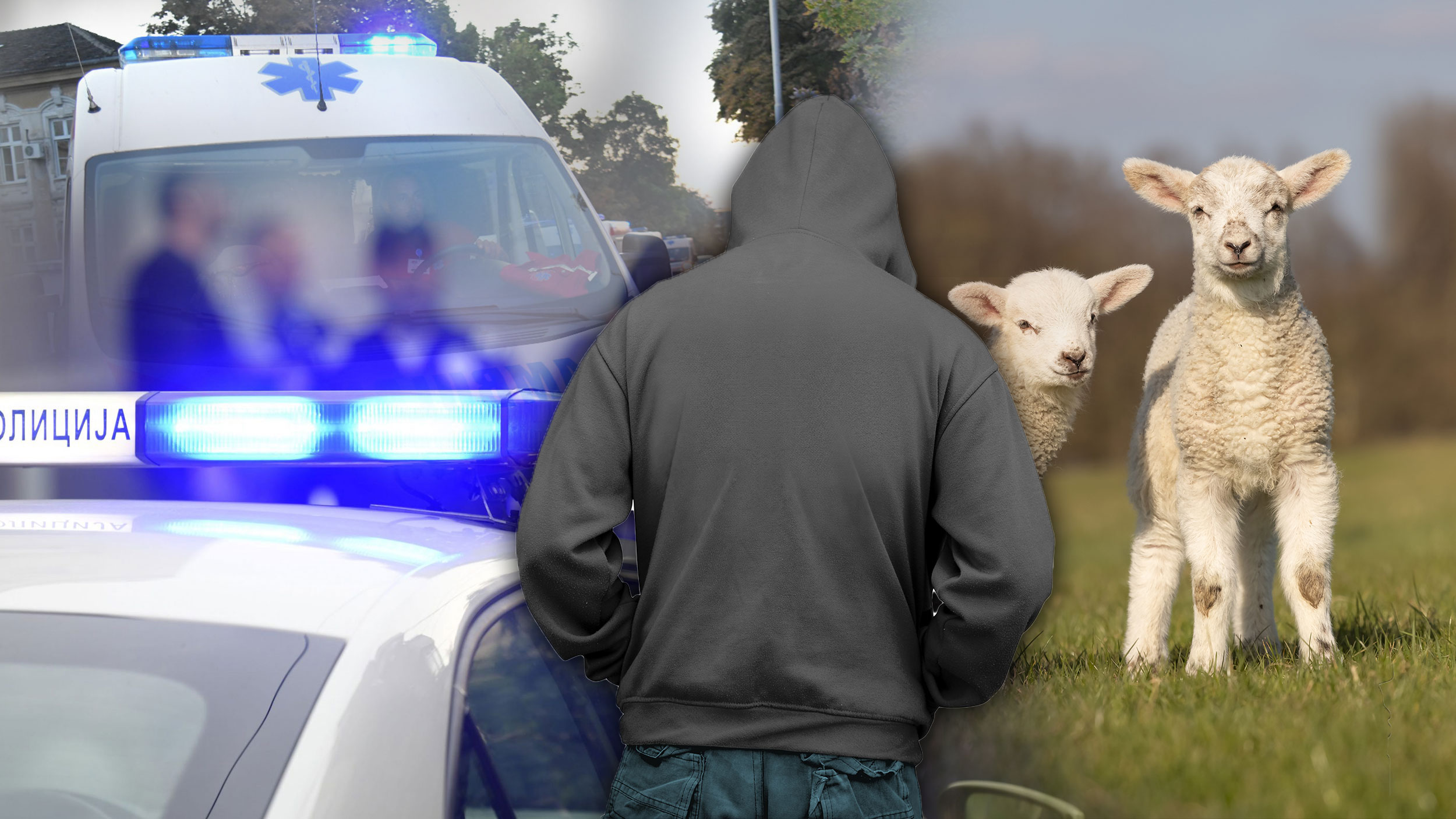Lopovi krali jagnjad, policija, hitna pomoć, Lopov, jagnje, ilustracija