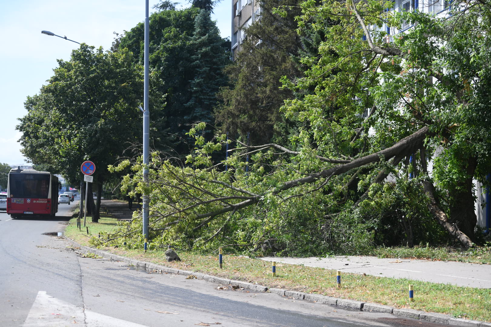 Beograd, 22.07.2023. Zemun, Jutro posle nevremena, nevreme posledice, polomljeno drveće, slomljeno drvo, srušeno stablo, oluja Foto: Vesna Lalić/Nova.rs
