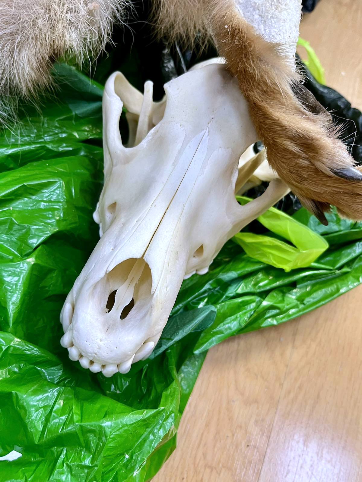 Granični prelaz Prševo, krzno, lobanje, ugoržene vrste, zaplena Foto: Uprava carina