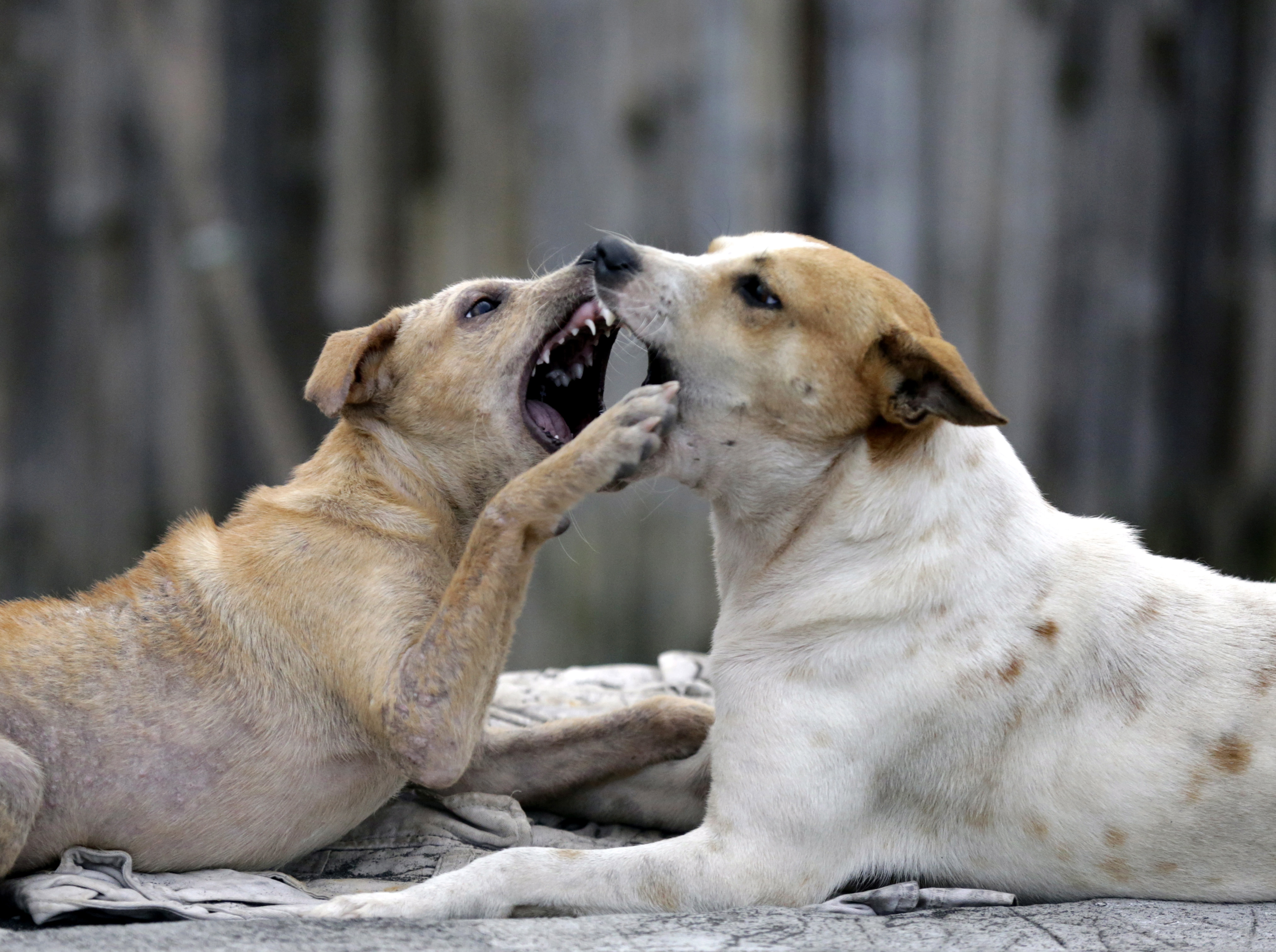 Erupting Mayon volcano in Albay province Pas psi lutalice