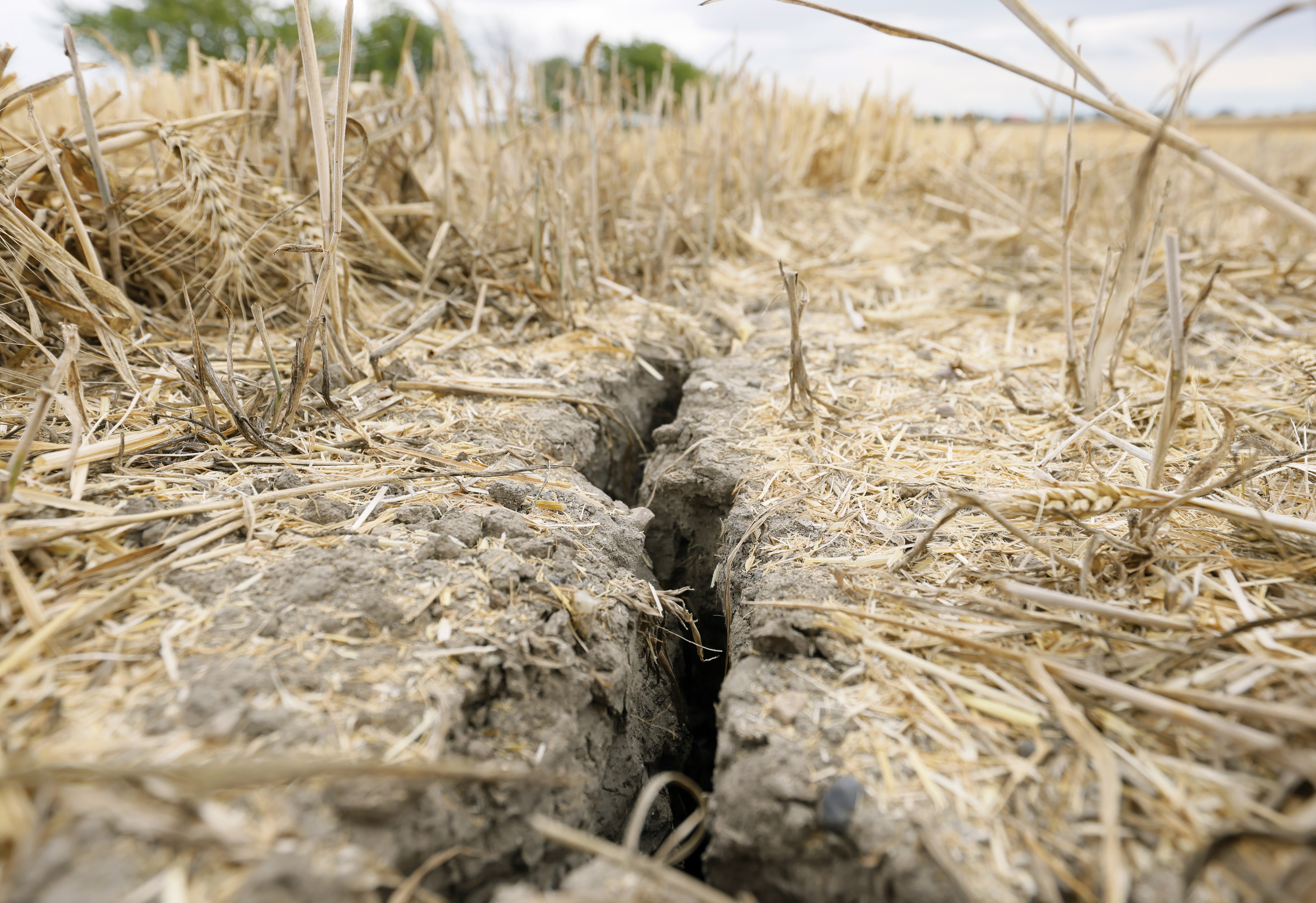 Wheat field drought in Hockenheim Germany
