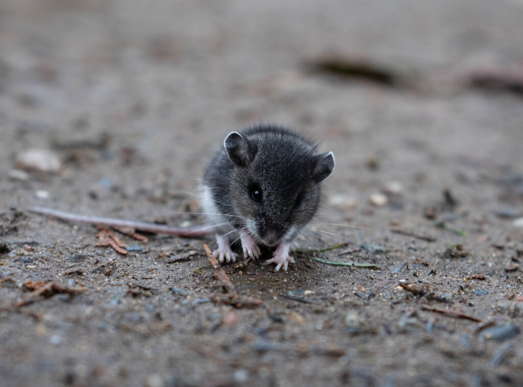 Closeup small mouse in wilderness with blurred background in forest in Pacific Northwest.