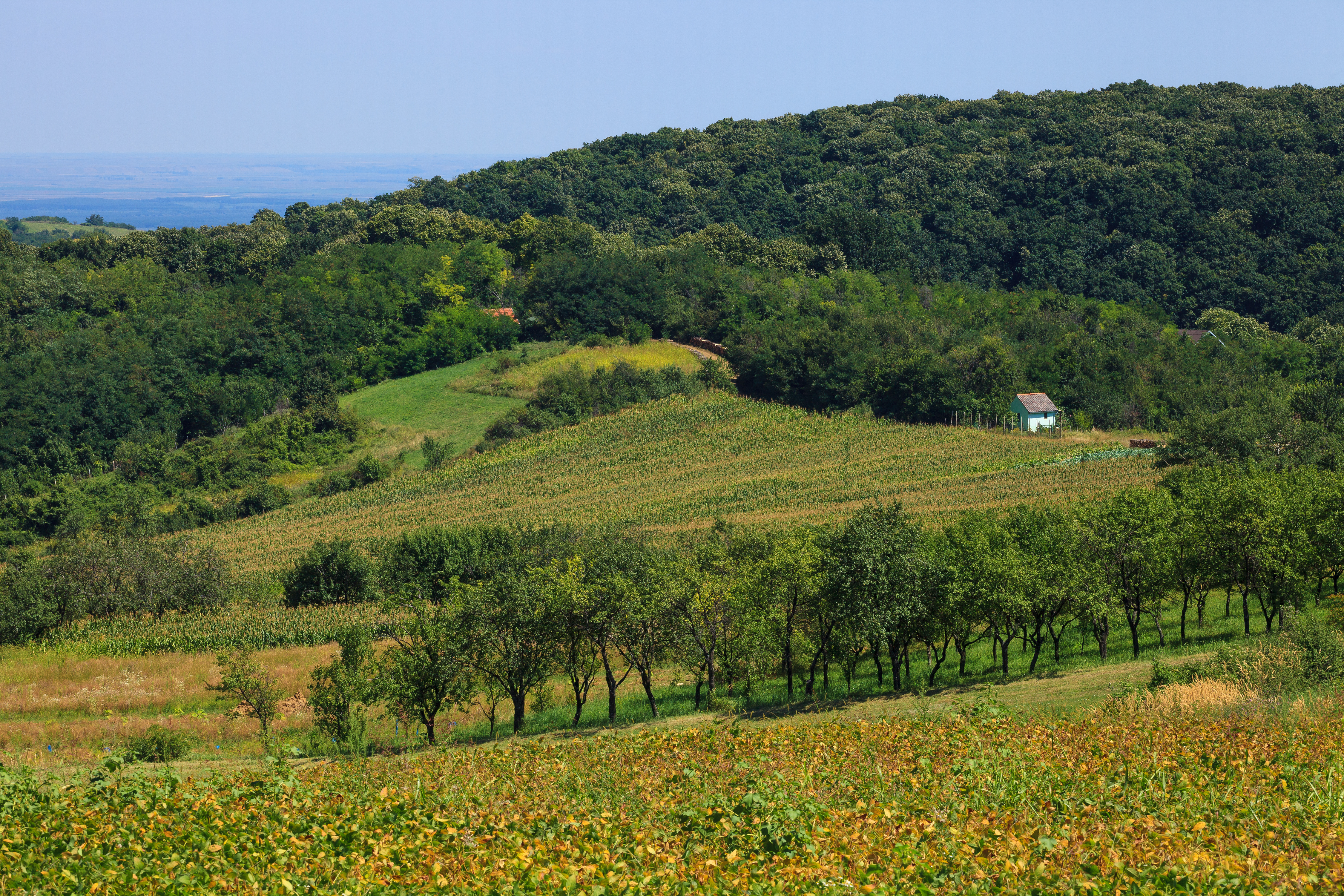 shutterstock_628115513