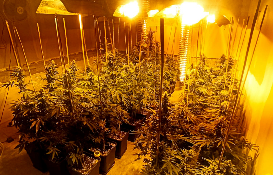 MUP-Saopstenje-Hapsenje-Droga
 marihuana uzgoj