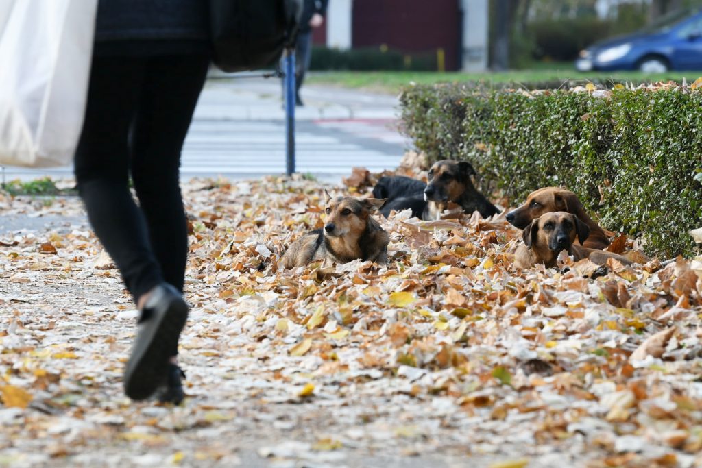 Beograd 01.11.2021. Lutalice, psi lutalice, jesen, lišće, pas, kuče, ilustracija, pokrivalica Foto: Vesna Lalić/Nova.rs