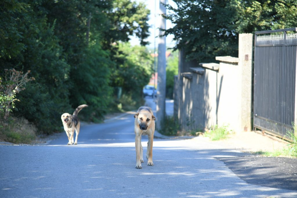 Beograd 07. jul 2022. Beogradsko prigradsko naselje Ritopek, kuca Veljka Belivuka Velje Nevolje, ulica Velje Nevolje
"centar" veljin pikap na obali pas psi lutalice Foto:Nemanja Jovanović/Nova.rs
