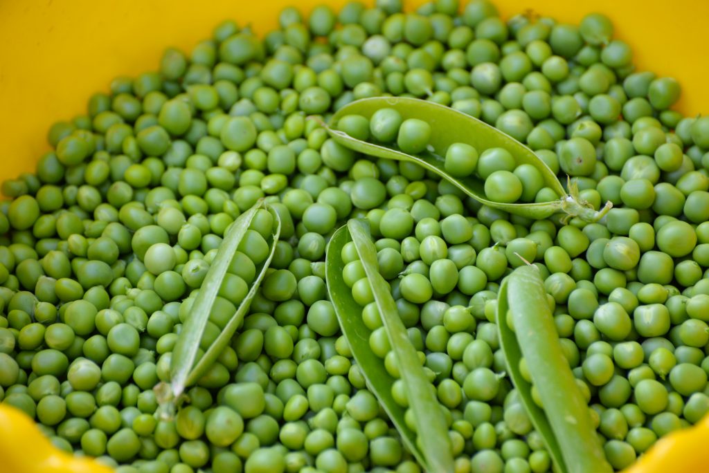 28.5.21. (b) Grasak stock-photo-green-peas-fresh-homemade-peas-709856884