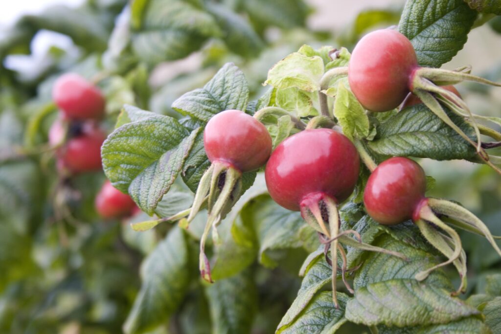 Image: 81337968, License: Rights-managed, Restrictions: , Model Release: no, Credit line: GWI/Sandra O'Connor / Garden world images / Profimedia