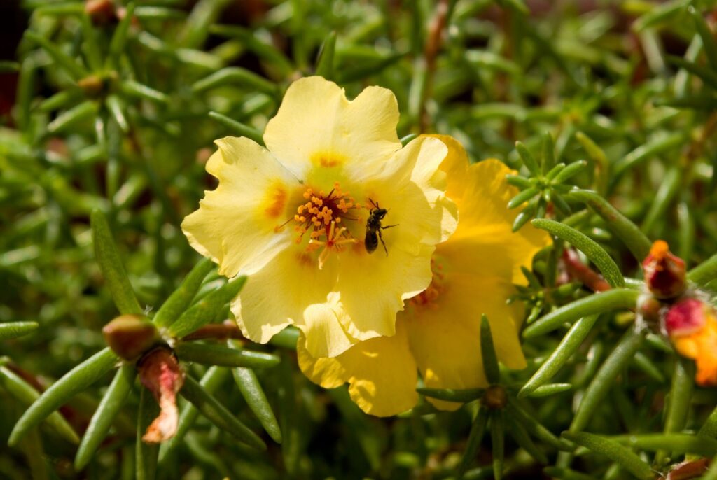 Image: 11422836, License: Rights-managed, Restrictions: , Model Release: no, Credit line: PIBOR / Alamy / Profimedia