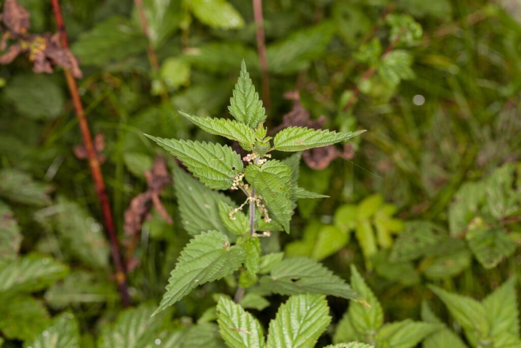 Image: 305627238, License: Royalty-free, Restrictions: , Model Release: no, Credit line: Marcin Maslowski / Alamy / Alamy / Profimedia