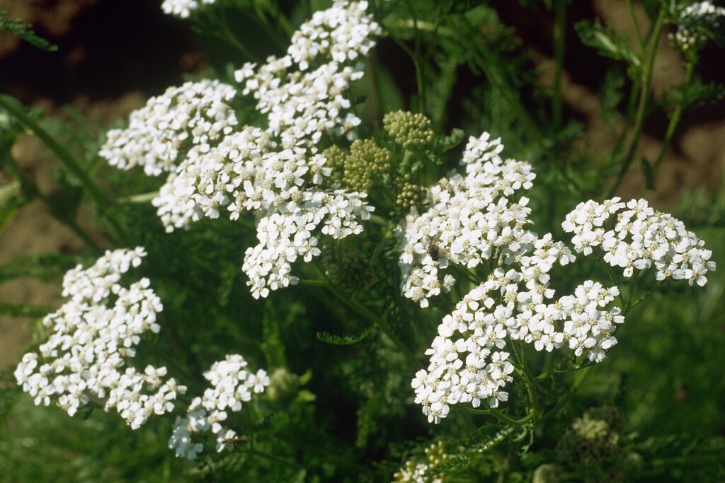 Achillea millefolium.,Image: 41734550, License: Rights-managed, Restrictions: , Model Release: no, Credit line: TH FOTO / BSIP / Profimedia