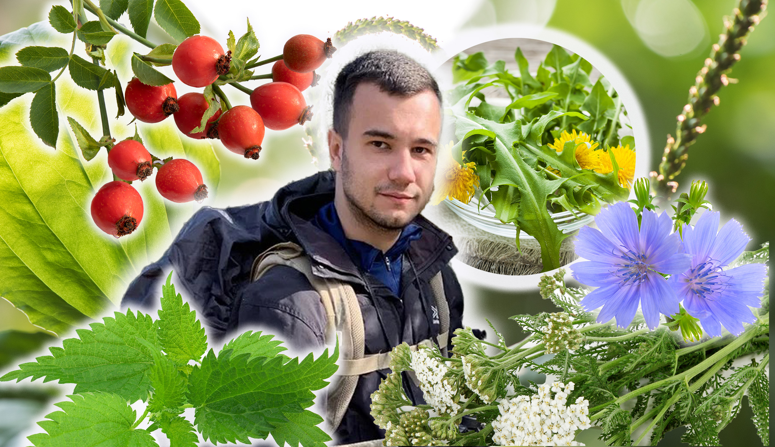 Travar Marko Stevanović kombo  Ove biljke rastu svuda oko nas u Beogradu, a niste ni svesni koliko su lekovite