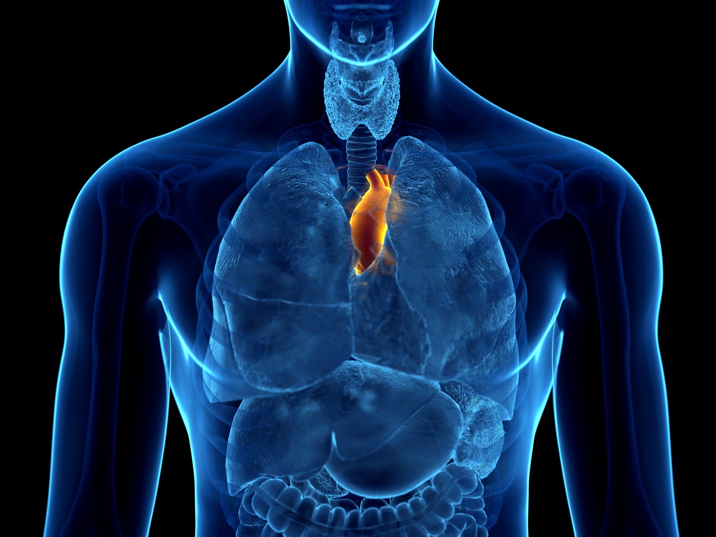 Aorta, illustration.,Image: 665850312, License: Royalty-free, Restrictions: , Model Release: no, Credit line: SEBASTIAN KAULITZKI / Sciencephoto / Profimedia