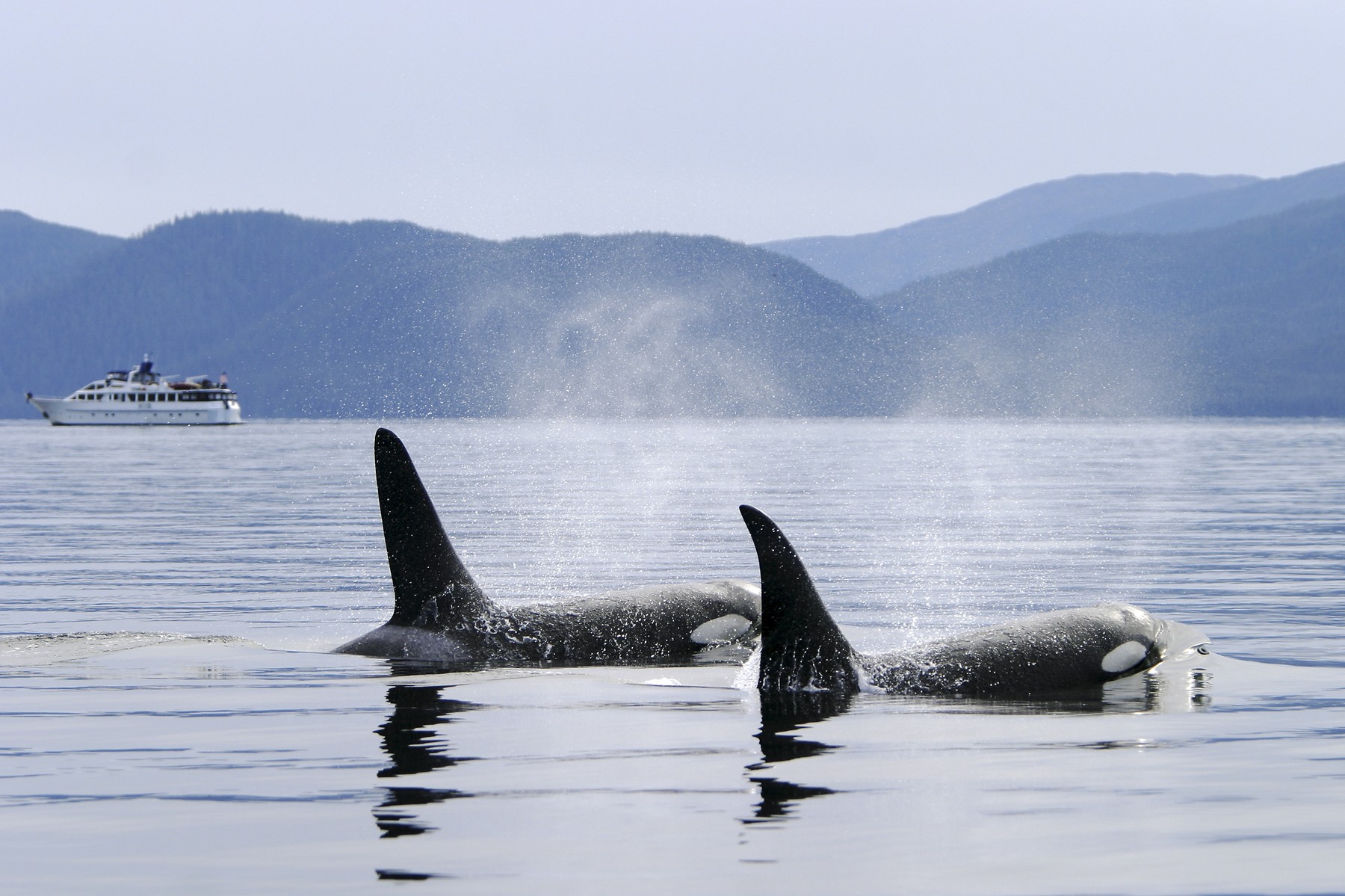 Orka, jahta Marine Wildlife